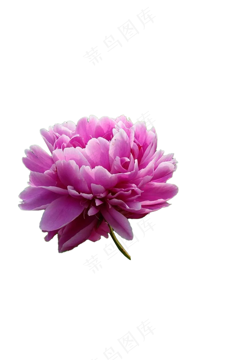 粉色牡丹花—免抠