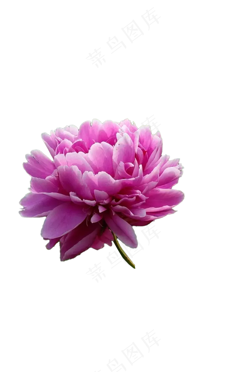 粉色牡丹花—免抠