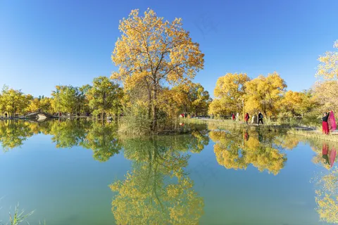 胡杨林图片 胡杨林图片