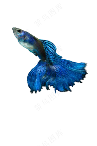 蓝色孔雀鱼 免抠