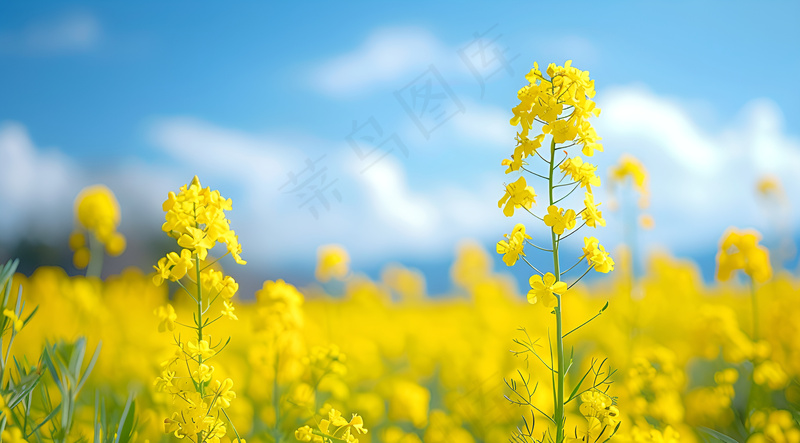 蓝天下的油菜花花朵