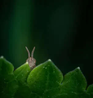 绿叶上的好奇小昆虫探头探脑 绿叶上的好奇小昆虫探头探脑