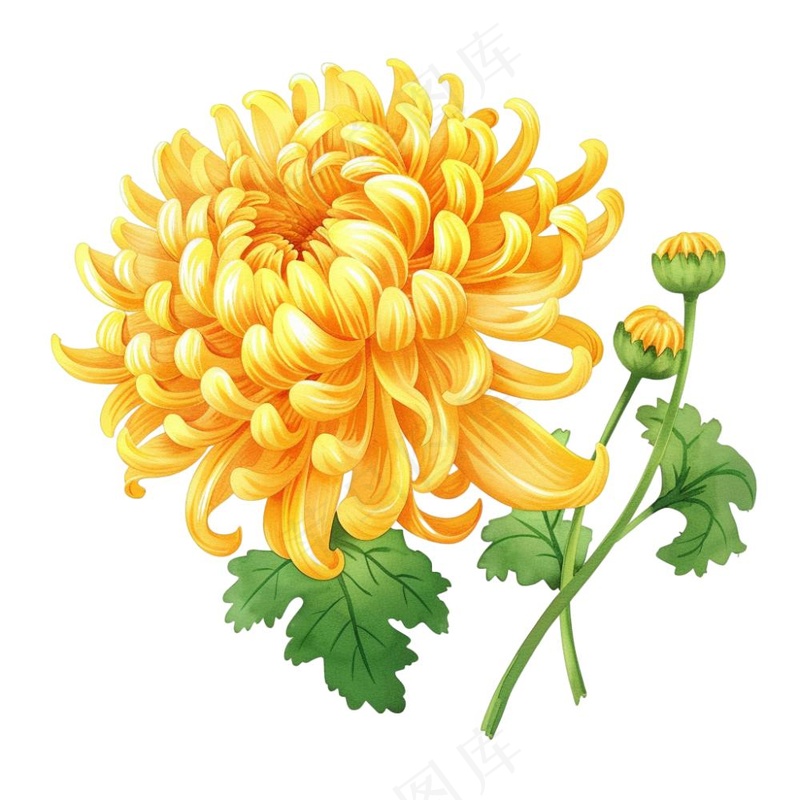 菊花黄菊盛开植物插画免抠(1024x1024)