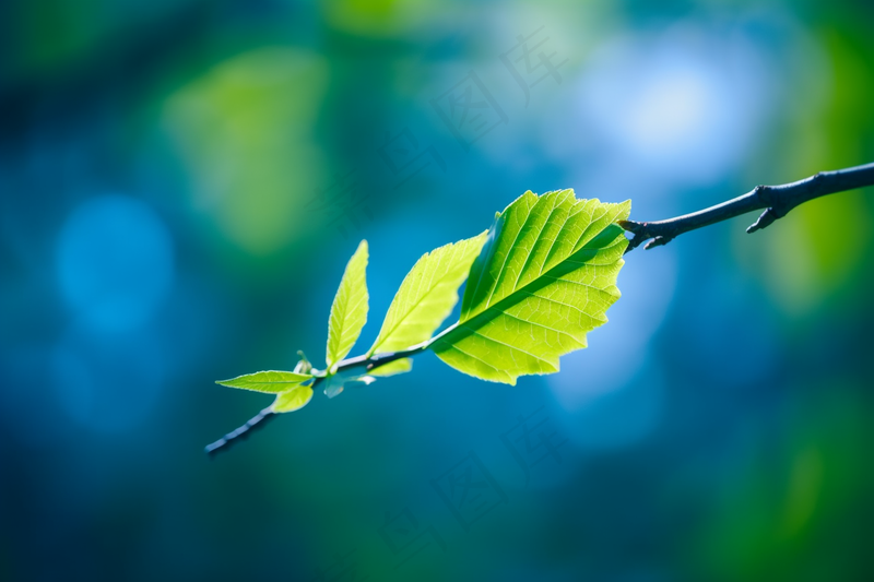 树抽新芽嫩叶碧蓝背景摄影图