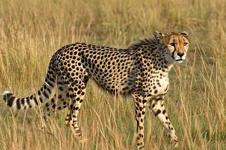 草原上的猎豹国家保护动物非洲摄影图