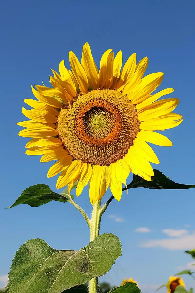 向日葵向阳鲜花摄影图(2688x4032)