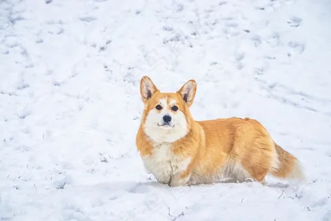 雪地上快乐的可爱威尔士柯基犬