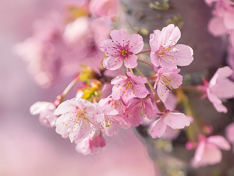 春日樱花花朵摄影图(3696x2784)