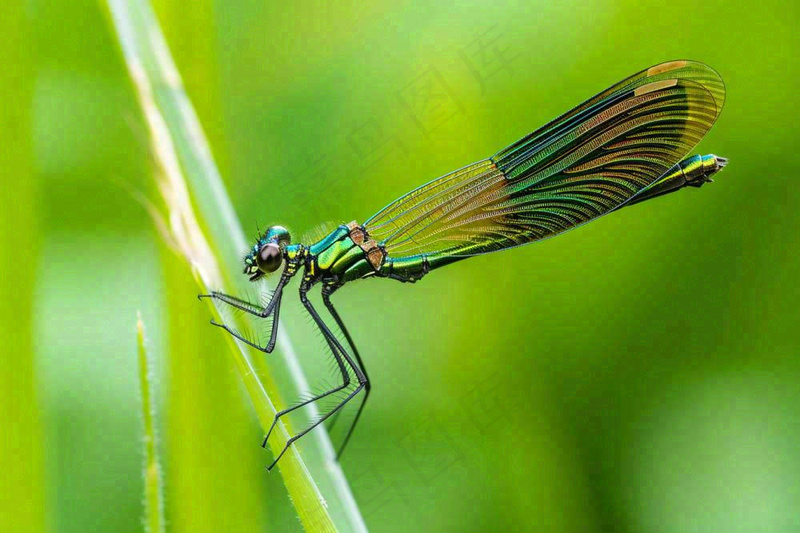 夏天植物绿叶上的蜻蜓绿意昆虫立夏夏至小暑大暑摄影图