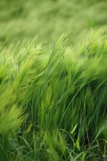 春天草地草丛绿意摄影图