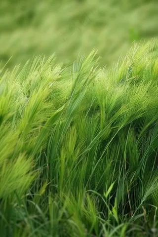 春天草地草丛绿意摄影图