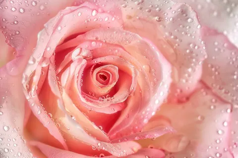 玫瑰花鲜花花朵摄影图