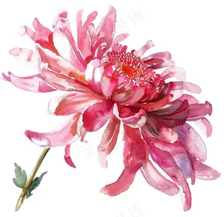 菊花玫红艳丽鲜花水墨中国风插画免抠