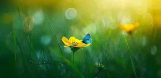 春暖花开阳光下花朵上的蝴蝶立春春分惊蛰摄影图