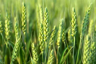 小麦绿色麦穗小米那芒种粮食摄影图