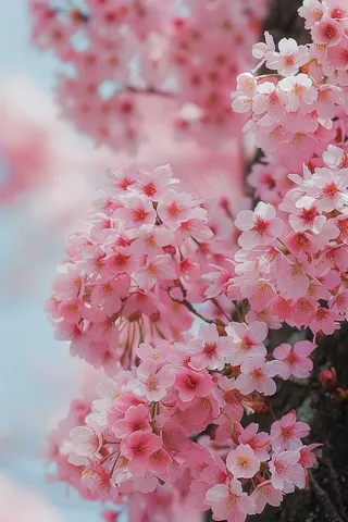 春日樱花花朵摄影图