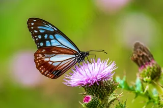 蝴蝶在野花上轻盈停留