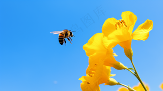 春天油菜花蜜蜂采蜜摄影图