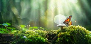 阳光斑驳下的蝴蝶苔藓蘑菇春天森林春分惊蛰摄影图