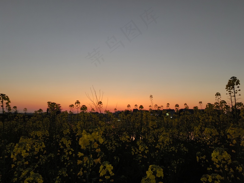 油菜花/黄昏/夕阳/日落/田园风光/花