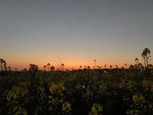 油菜花/黄昏/夕阳/日落/田园风光/花