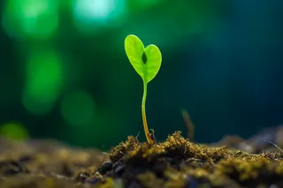 春天破土的嫩芽土壤立春摄影图