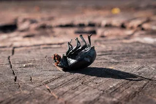 阳光下的黑色昆虫标本