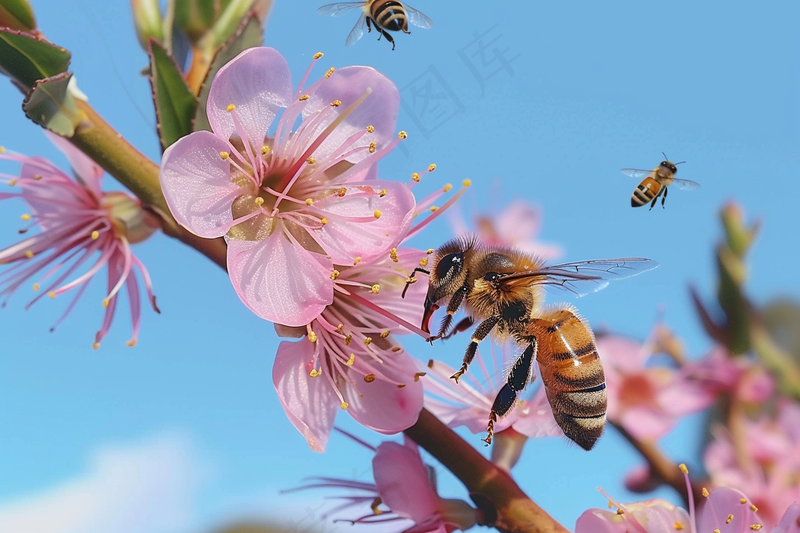 春日桃花蜜蜂采蜜摄影图(4032x2688)