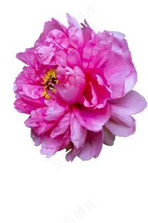 盛开的深粉色牡丹