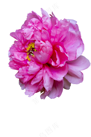 盛开的深粉色牡丹