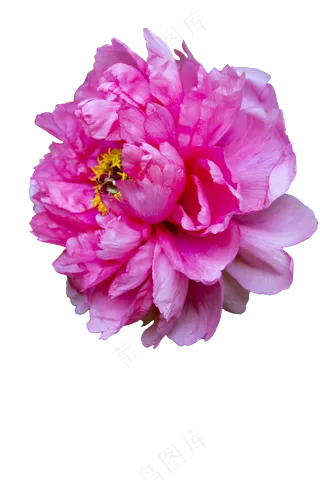 盛开的深粉色牡丹