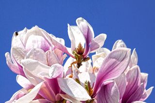 户外玉兰花花朵