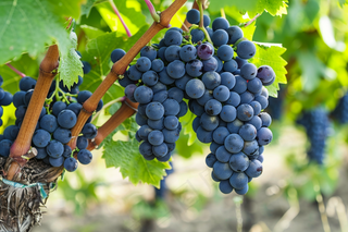 葡萄挂藤水果摄影图