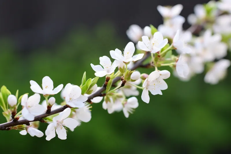 春天白色梨花树枝摄影图(4032x2688)