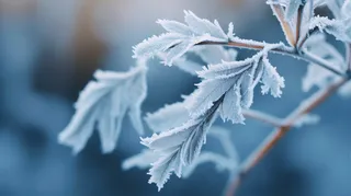 秋冬白霜叶子植物结冰摄影图