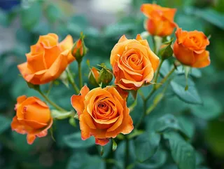 玫瑰花鲜花花朵摄影图