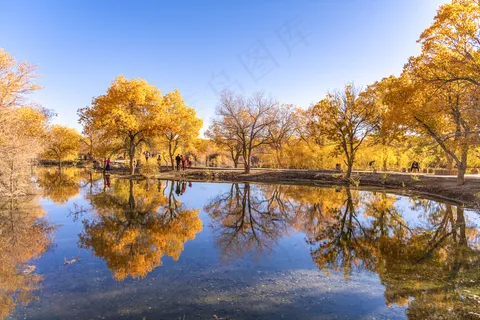 胡杨林图片 胡杨林图片