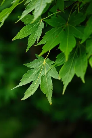 春天嫩绿的大树树叶绿植摄影图