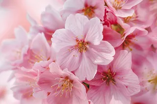 春日樱花花朵摄影图