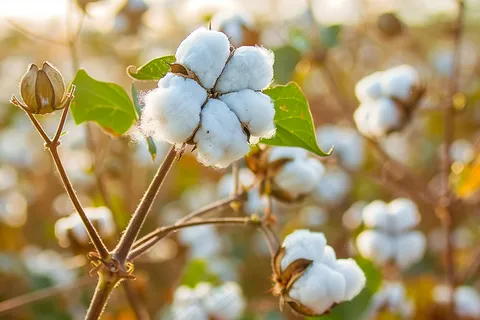 棉花成熟收成摄影图 棉花成熟收成摄影图