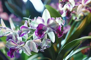 兰花紫花蕙兰摄影图