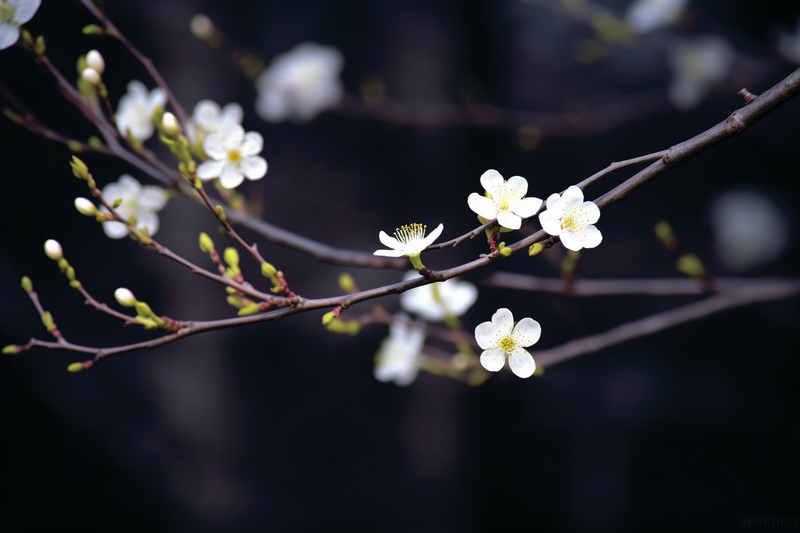 白梅冬季李子花梨花春天树枝抽新芽摄影图