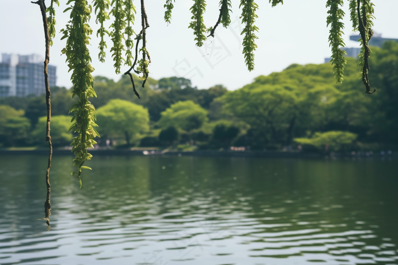 湖边风景绿意树枝摄影图
