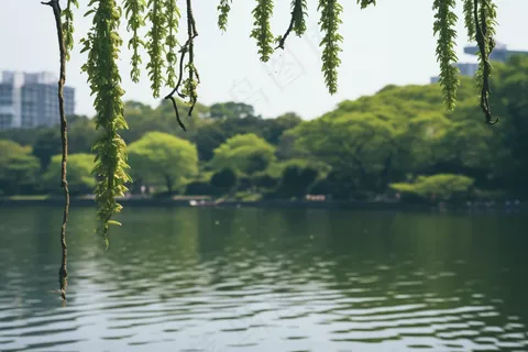 湖边风景绿意树枝摄影图