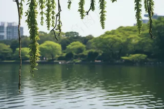 湖边风景绿意树枝摄影图