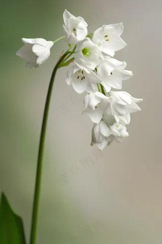 白花花朵鲜花绿叶花束摄影图