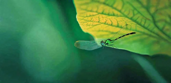 绿叶上的蜻蜓春天夏天春分立夏摄影图