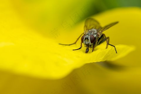 黄叶上的苍蝇