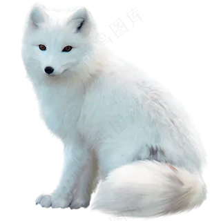 免抠白色坐着的狐狸