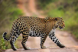 户外活动的猎豹保护动物摄影图